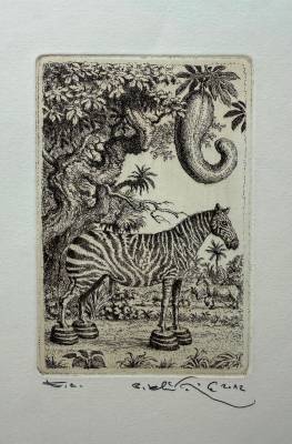 Zebra