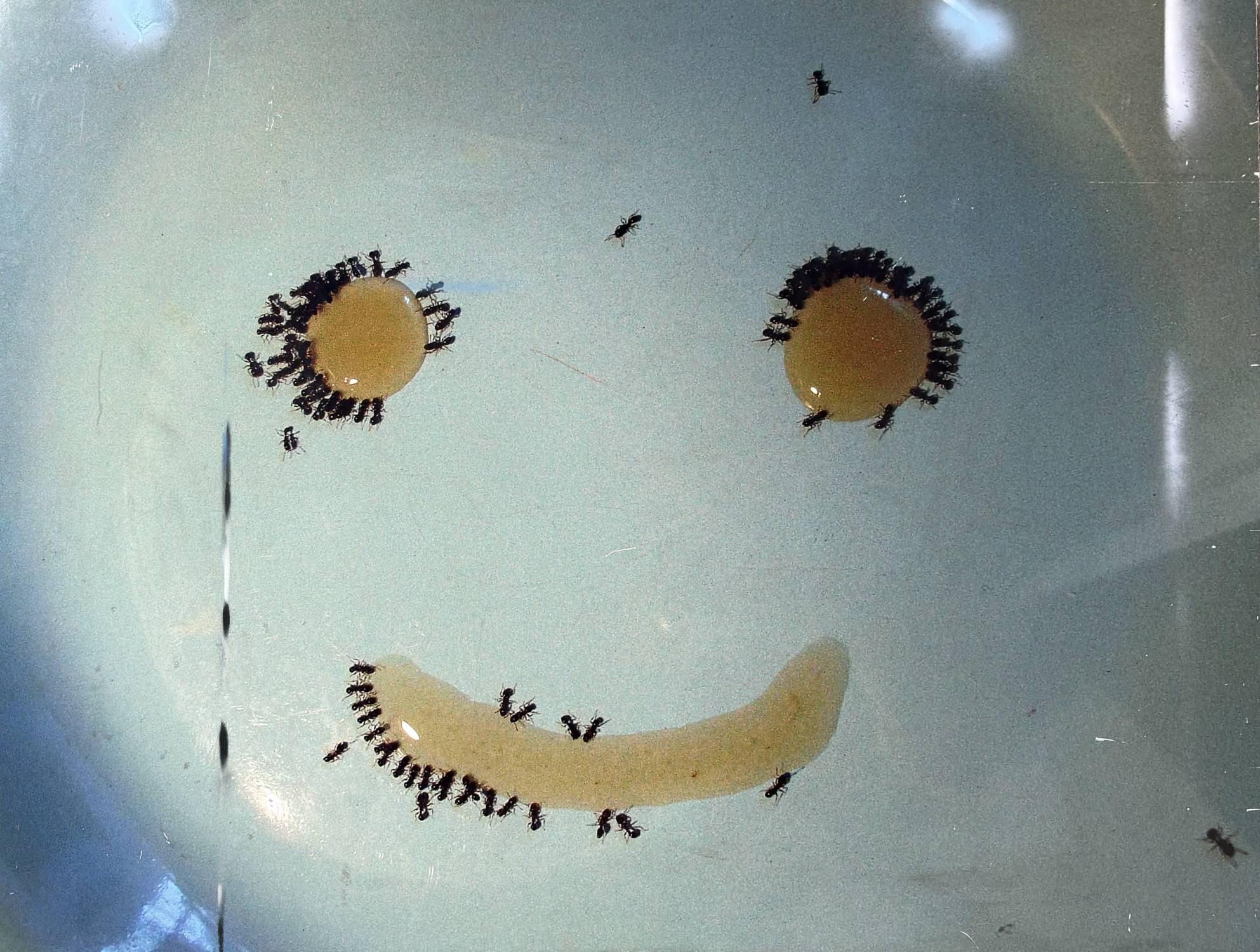 Smile