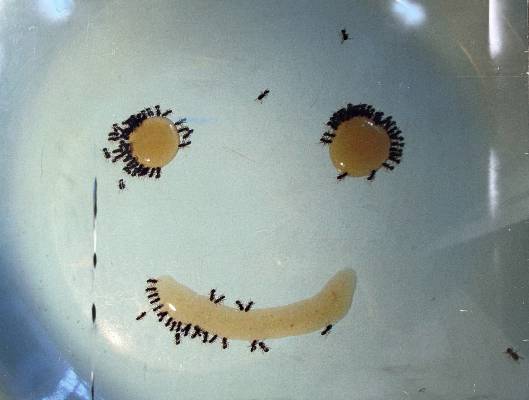 Smile